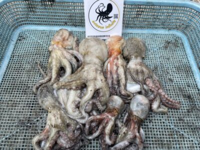 <p>オクトパスインフィニティ高野様　沖の北　タコエギ　マダコ7杯🐙</p>