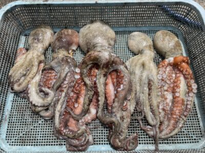 <p>匿名様　沖の北　タコエギ　マダコ5杯🐙</p>