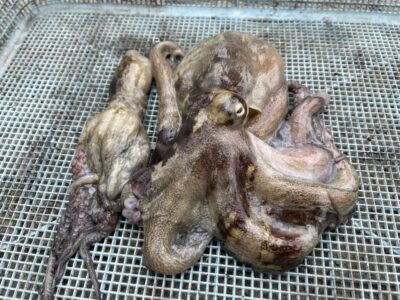 <p>林様　旧一文字白灯　タコエギ　マダコ2杯🐙</p>