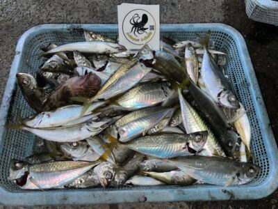 <p>オクトパスインフィニティ高野様　旧一文字赤灯　サビキ釣り(竿下)   豆アジ〜中アジ多数🎣13時〜19時までの釣果♪</p>