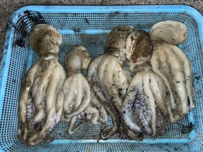<p>バルボッサ一族様　沖の北　タコエギ　マダコ5杯🐙良型揃い♪♪</p>