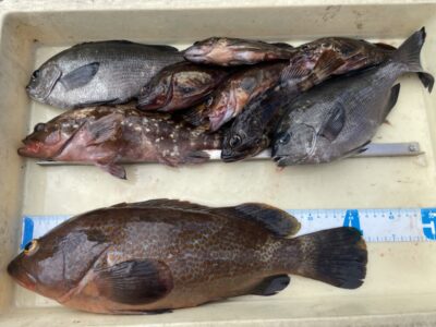 <p>酒井様　沖の北　エビ撒き　アコウ41.5cm✨9時前にラスト1投できたそうです♪♪他グレ・ガシラもGET🎣</p>