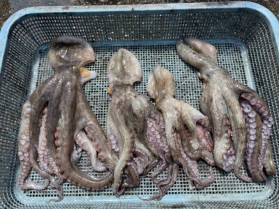 <p>大迫様　旧一文字赤灯〜3番　外向き遠投　タコエギ　マダコ4杯🐙</p>
