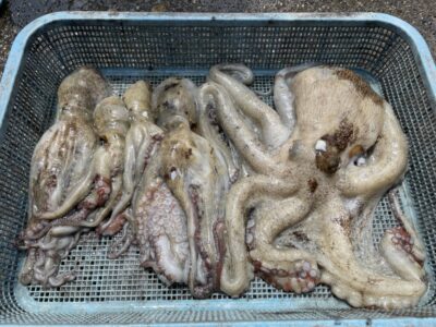 <p>岡様　沖の北　タコエギ　マダコ1.35キロまで5杯🐙</p>