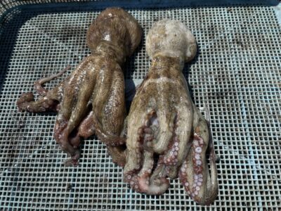 <p>高橋様　旧一文字赤灯　タコエギ　マダコ2杯🐙</p>
