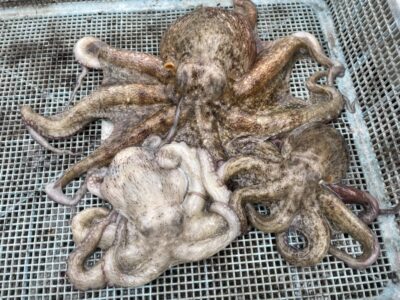 <p>しまんちゅ様　旧一文字カーブ　タコエギ　マダコ3杯🐙</p>