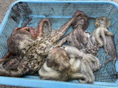<p>ぱんねり様　旧一文字赤灯　タコエギ　マダコ1.3キロまで🐙</p>