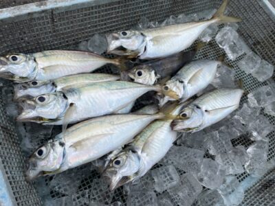 <p>釣れない猫様　沖の北　アジングで中アジ多数🎣今日はかなり釣れたそうで食べる分だけキープ♪♪やっぱり雨後はアジ良いですね✨</p>