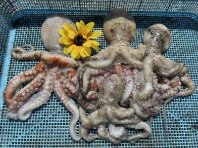 <p>ひまわり様🌻　沖の北　タコエギ　マダコ4杯🐙</p>