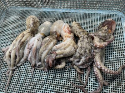 <p>タコハル様　旧一文字赤灯　タコエギ　マダコ6杯🐙5杯リリースされたそうですありがとうございます♪♪</p>
