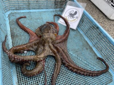 <p>オクトパスインフィニティ高野様　旧一文字赤灯　イカエギ改　マダコ🐙</p>