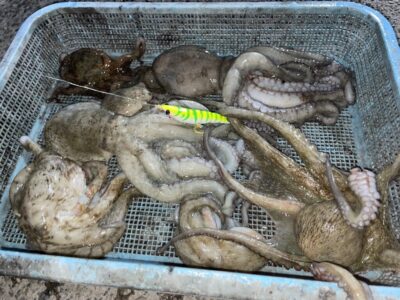 <p>赤坂様　旧一文字赤灯　蛸電でマダコ8杯🐙15時〜18時半までの釣果♪♪</p>