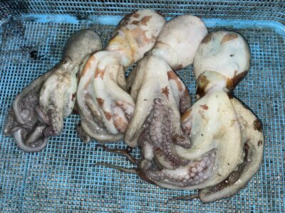<p>㊈中村様　旧一文字3番　タコエギ　マダコ4杯🐙</p>