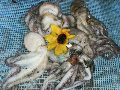 <p>ひまわり様🌻　旧一文字3番　タコエギ　マダコ5杯🐙15時から再入場のダブルヘッダー♪♪朝は3杯釣れたそうです🎣</p>