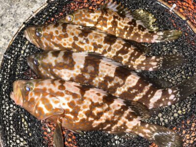 <p>福山様　旧一文字白灯　エビ撒きでアコウ4匹🎣</p>