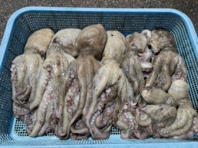 <p>林様　旧一文字白灯　タコエギ　マダコ8杯🐙遠投で釣れたそうです♪</p>