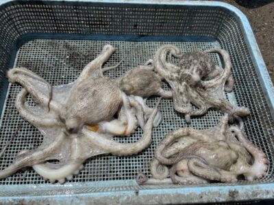 <p>中元様　中波止2番　タコエギ　マダコ4杯🐙</p>