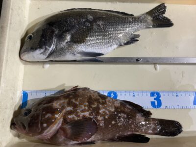 <p>大宅様　旧一文字白灯　エビ撒き　アコウ35cmとチヌ🎣</p>