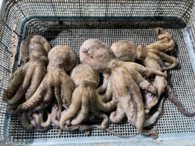 <p>墨族のストーカー様　旧一文字白灯〜カーブ　タコエギ　マダコ5杯🐙2杯はリリースされたそうです♪♪15時便〜20時までの釣果🎣</p>