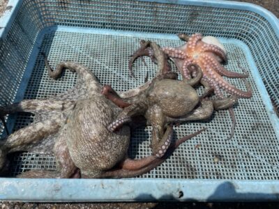 <p>㊈中村様　旧一文字3番　タコエギ　マダコ3杯🐙</p>