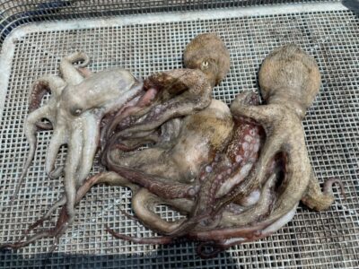 <p>安東様　旧一文字赤灯　タコエギ　マダコ4杯🐙</p>