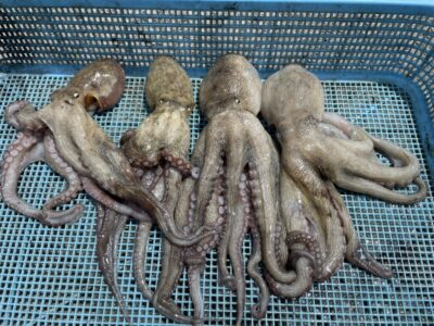 <p>墨族のストーカー様　旧一文字カーブ　タコエギ　マダコ4杯🐙午前の釣果♪♪</p>