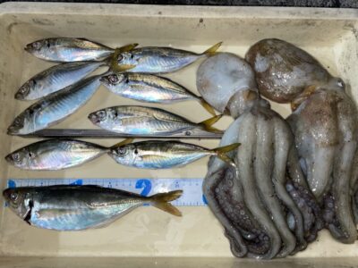 <p>茂のまかない様　沖の北　飛ばしサビキでアジ26cmまで🎣マダコは旧一文字白灯にて720g〜1キロまで2杯🐙</p>