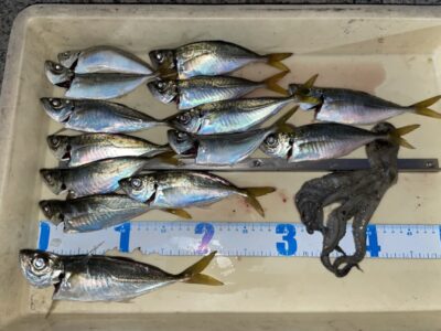 <p>小谷夫婦様　沖の北　飛ばしサビキ　アジ23cmまで🎣旦那様タコエギで念願のマダコGET♪♪</p>