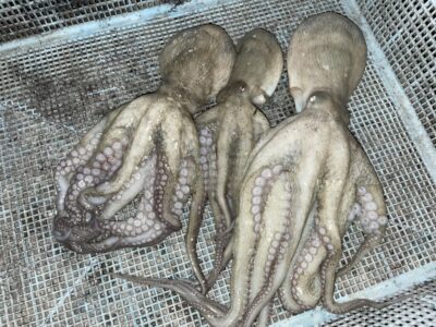 <p>墨族のストーカー様　午後の部　旧一文字3番〜カーブ　タコエギ　マダコ3杯🐙</p>