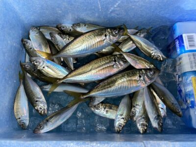 <p>レジェンド山本&肝やん様　沖の北　サビキ釣り　小アジ〜中アジ🎣17時〜18時半まで</p>