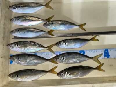 <p>ハンター高倉迷人　沖の北　飛ばしサビキ　アジ21cmまで🎣入念に仕込んだアミエビを忘れるという大失態で数を伸ばせずのハンターでした。15時便〜18時半までの釣果♪</p>