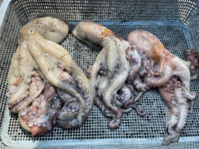 <p>久田様　沖の北　タコエギ　マダコ380g〜850g まで3杯🐙</p>