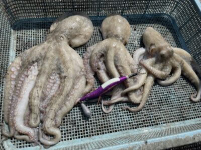 <p>上垣内様　旧一文字白灯　蛸乗りジョニーでマダコ650gまで3杯🐙</p>
