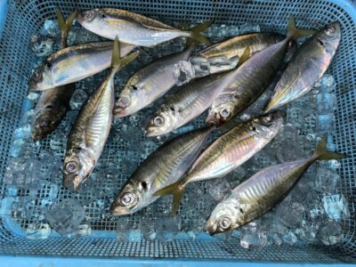 <p>磯やん&レジェンド山本　沖の北　飛ばしサビキ　アジ22cmまで🎣15時〜18時半まで</p>