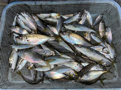 <p>目黒様　沖の北　サビキ釣り　豆アジ〜中アジ大漁🎣</p>