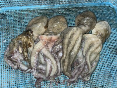 <p>ゆうと様　旧一文字赤灯　タコエギ　マダコ4杯🐙</p>