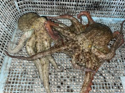 <p>立田様　沖の北　タコエギ　マダコ2杯🐙夕方暗くなってから釣れたそうです♪♪</p>
