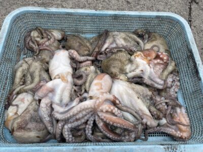 <p>竹村夫婦様　沖の北　ケーソン継ぎ目でマダコ12杯🐙</p>