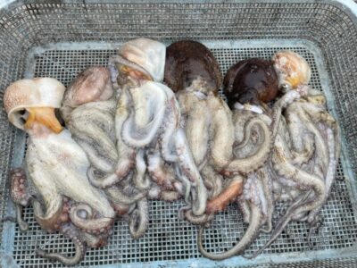 <p>㊈中村様　沖の北　ケーソン継ぎ目でマダコ6杯🐙</p>