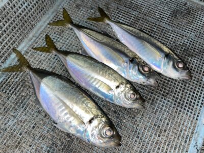 <p>レジェンド山本氏　沖の北　サビキ釣り　中アジ4匹🎣</p>