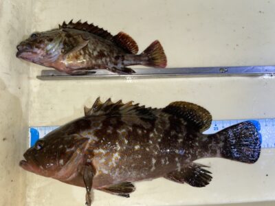 <p>河南町の中村様　旧一文字赤灯　エビ撒き　アコウ31cmとガシラ🎣</p>