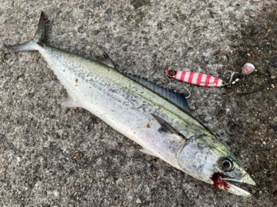 <p>山内様　沖の北　マキマキ(キシイチピンク)　サゴシ🎣底から巻き上げ中層で5時半にヒット♪♪</p>