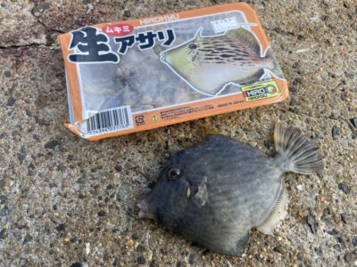 <p>沖の北　カワハギ調査　底付近は弱い苦潮の影響かあたり無し。壁際の中層を探ると13cm程のカワハギが掛かりました！フグが多いです💦</p>