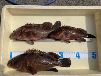 <p>田中様　旧一文字白灯　エビ撒き　アコウ36cmまで3匹🎣</p>