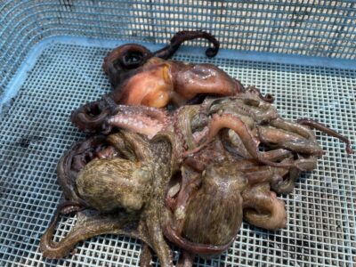 <p>森様　沖の北　ケーソン継ぎ目狙い　マダコ5杯🐙</p>