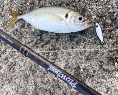 <p>釣れない猫様　沖の北　ジャックアイ ヒラリン10gで中アジ🎣</p>