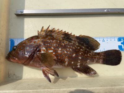 <p>河南町の中村様　旧一文字白灯　エビ撒き　アコウ29.5cm🎣</p>