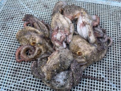 <p>宮原様　沖の北　ケーソン継ぎ目狙い　新子タコ5杯🐙継ぎ目の底で釣れたそうです！</p>