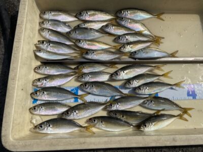 <p>ハンター高倉様　沖の北　サビキ釣り　豆アジ〜小アジ多数🎣</p>