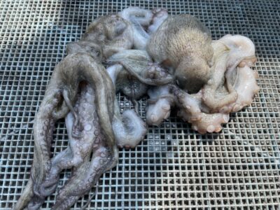 <p>匿名様　沖の北　ケーソン継ぎ目　新子タコ2杯🐙</p>